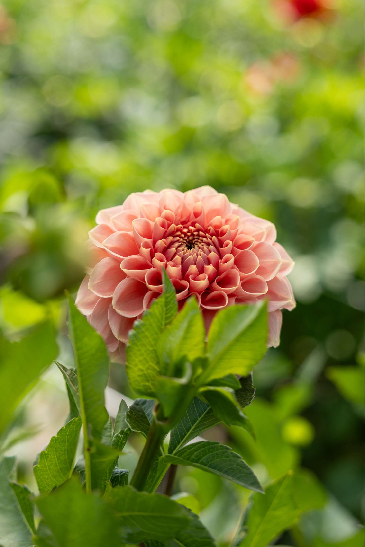 Dahlie 'Romance'
